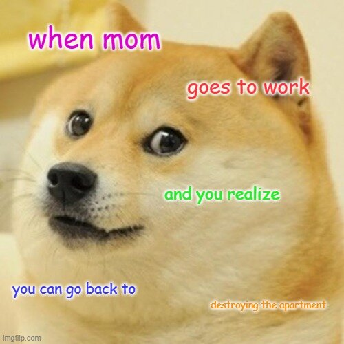 apartment-dog-meme.jpg