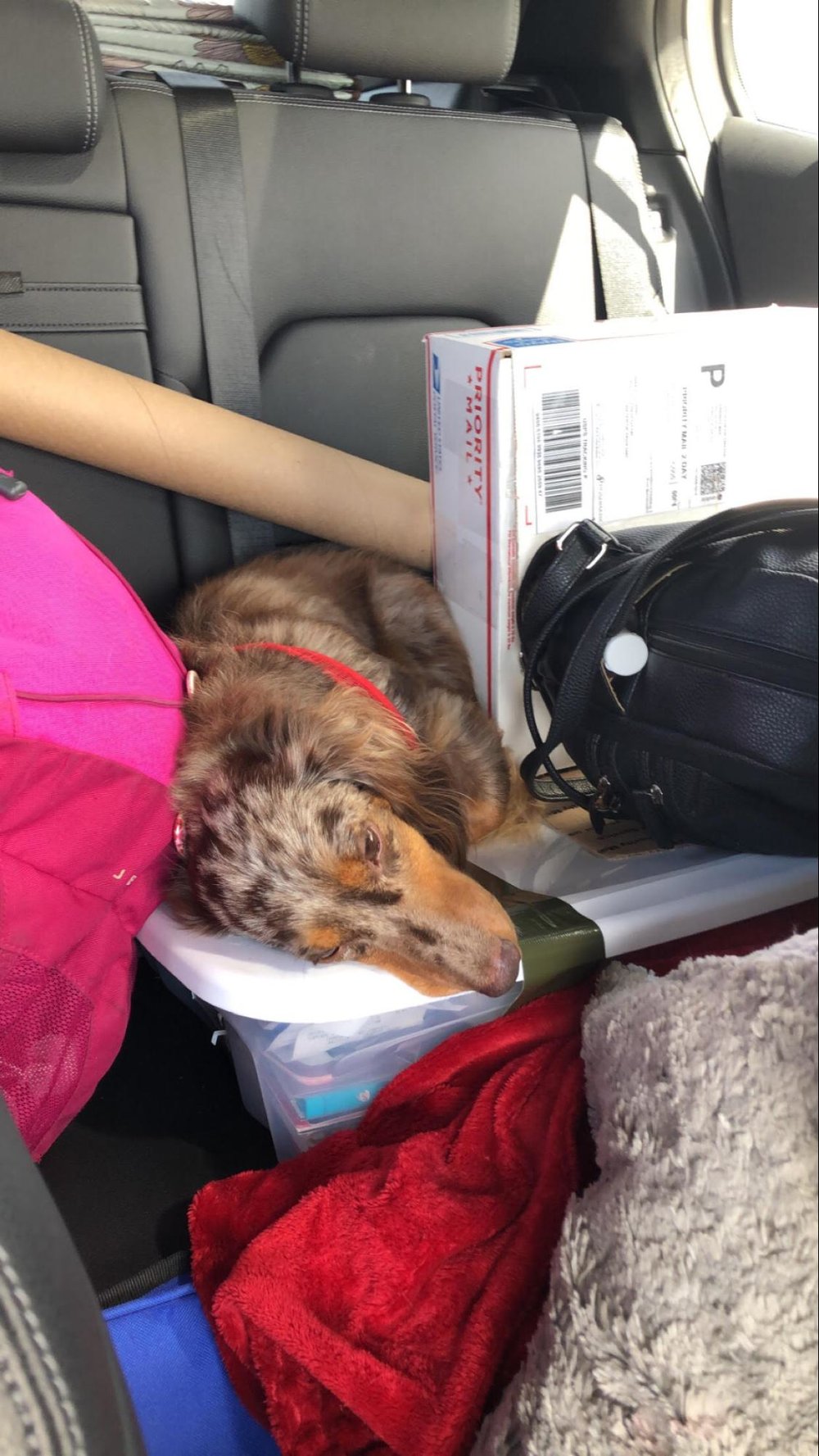 Charkie found some unique places to nap during the 10 hour drive from Oklahoma to Colorado