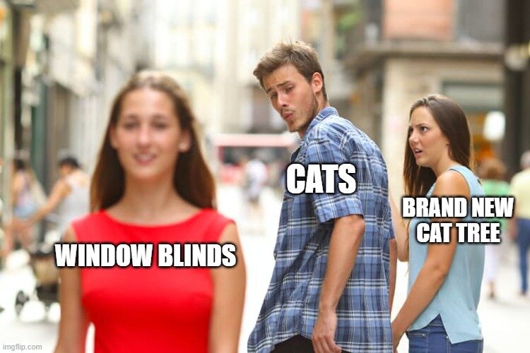 Digible Memes: Pet Cats